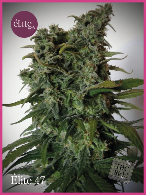 Elite Feminised Seeds