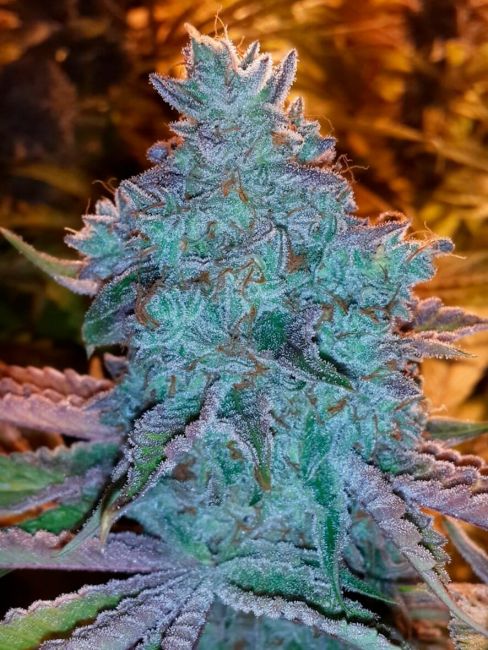 Girl Scout Cookies Auto Feminised Seeds
