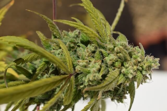 Gorilla SFV OG Feminised Seeds