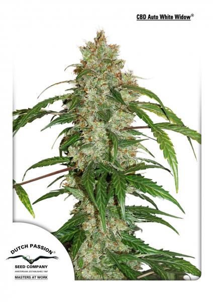 White Widow CBD Auto Feminised Seeds