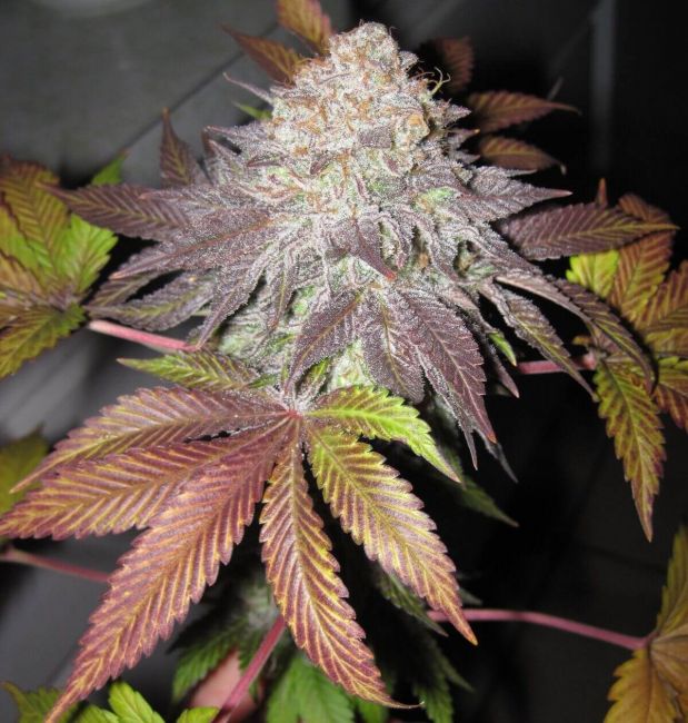 Fruit Cup Feminised Seeds (Gold Collection)