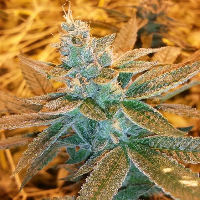 Love Triangle Regular Seeds