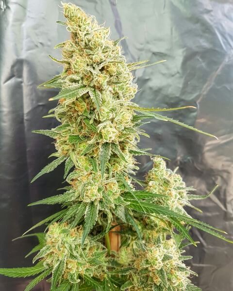 Gorilla Banana Feminised Seeds