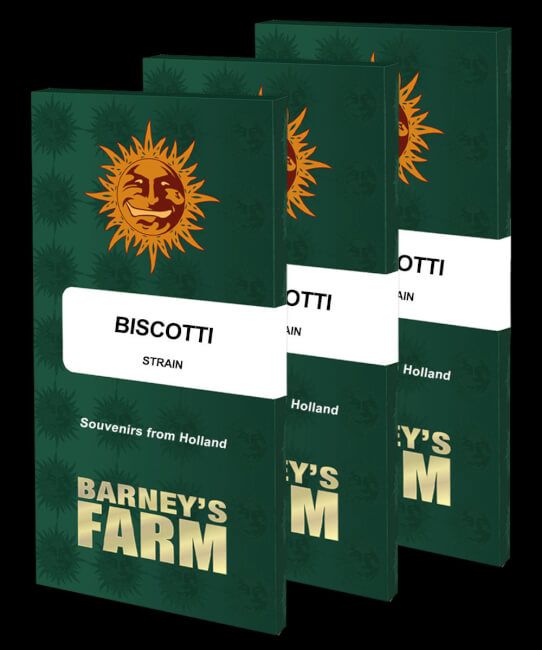 Biscotti Feminised Seeds