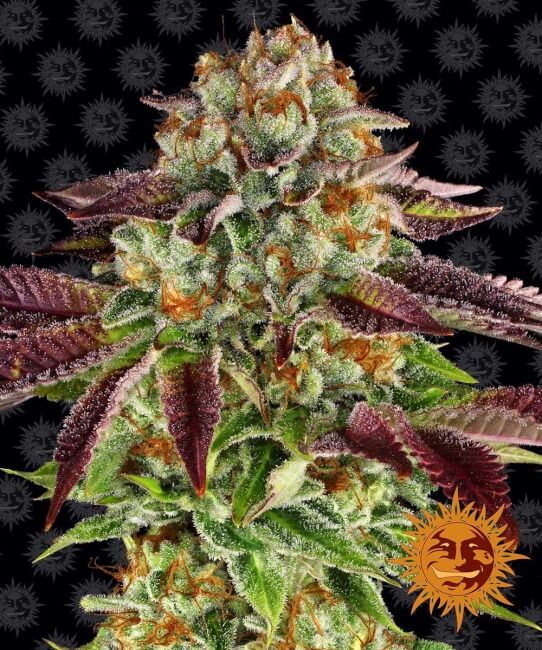 Biscotti Mintz Feminised Seeds
