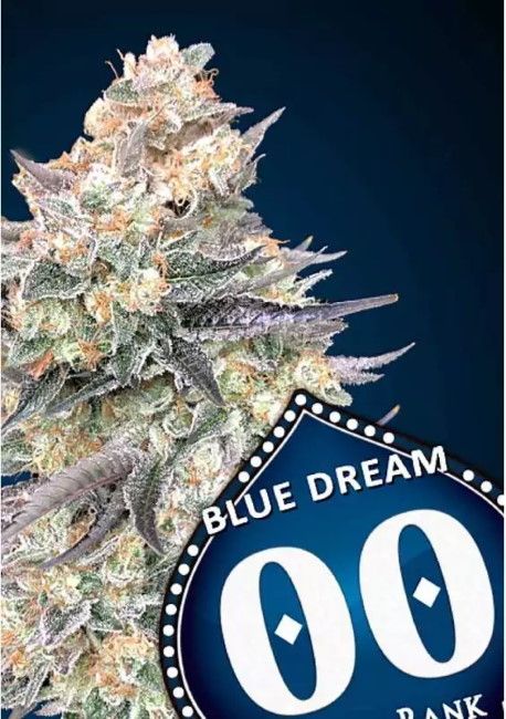 Blue Dream FAST Feminised Seeds