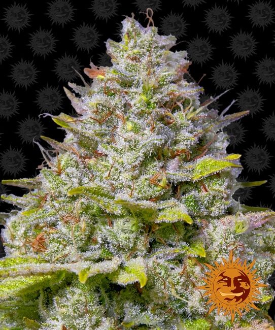 Blue Gelato Feminised Seeds