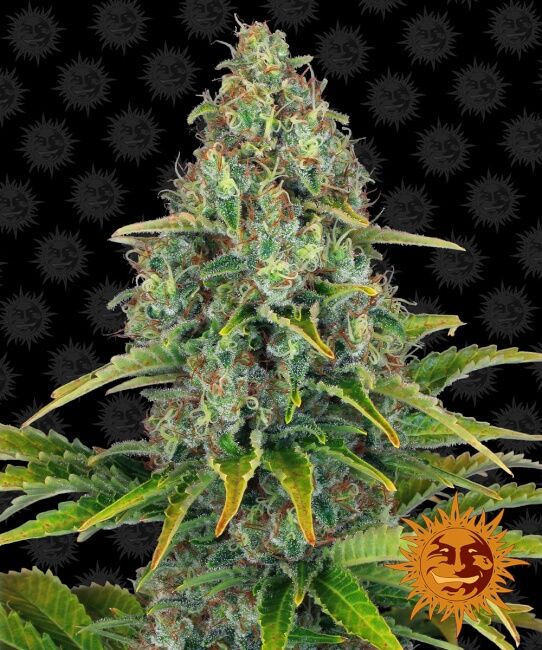 Blueberry Cheese Auto Feminised Seeds