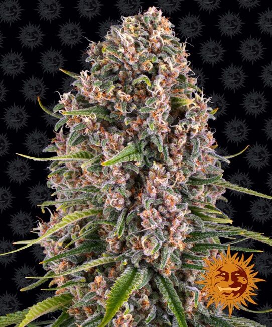 Blueberry Cheese Feminised Seeds
