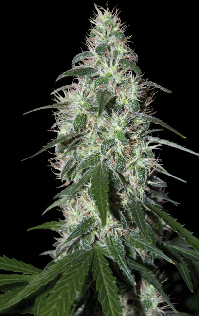 Pulsar Feminised Seeds