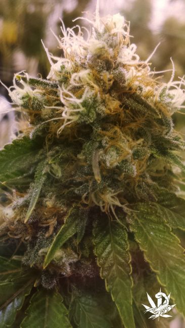 Honey OG Feminised Seeds