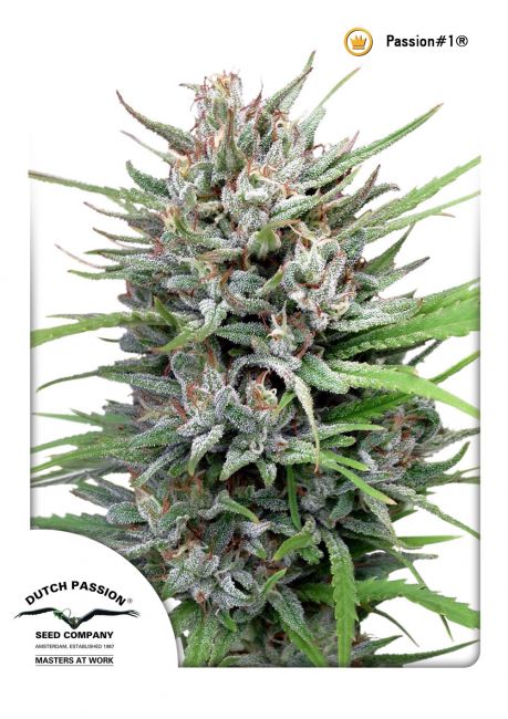 Passion # Regular Seeds