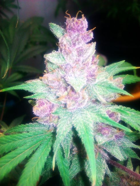 Grape Kush Feminised Seeds