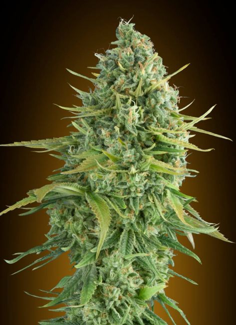 DoSiDos Cookies Auto Feminised Seeds