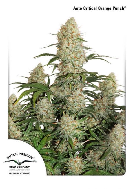 Critical Orange Punch Auto Feminised Seeds