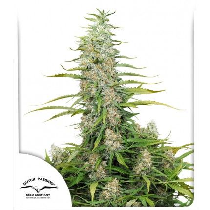 CVibez Feminised Seeds