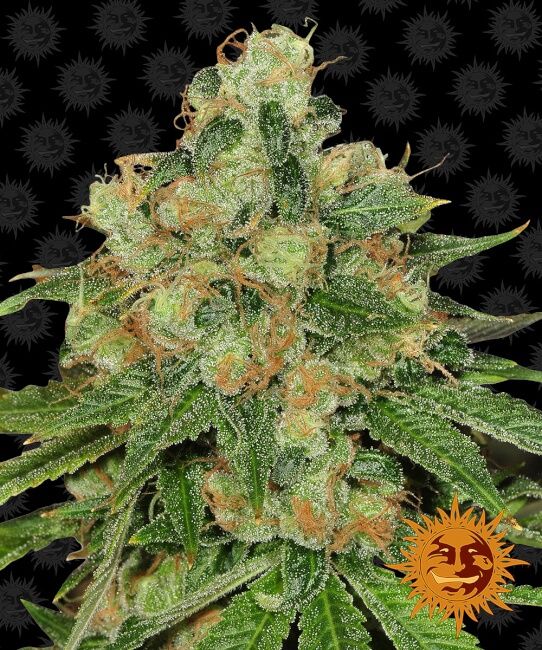 Caramel CBD Regular Seeds