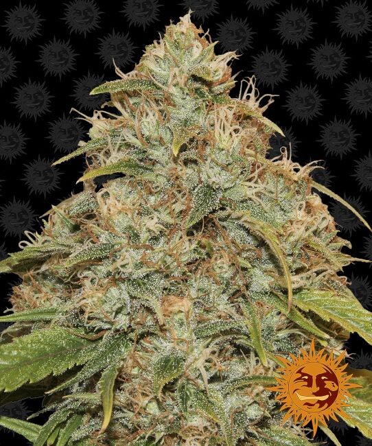 Lemon Potion CBD Auto Feminised Seeds