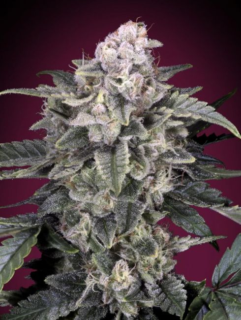 Slurricane Feminised Seeds