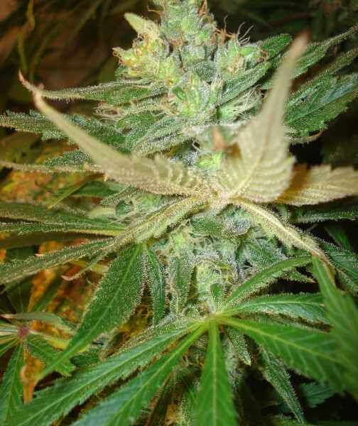Strawberry Cough Feminised Seeds