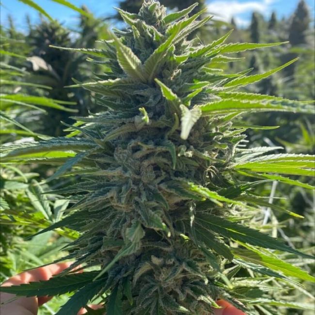 Fatso Auto Feminised Seeds