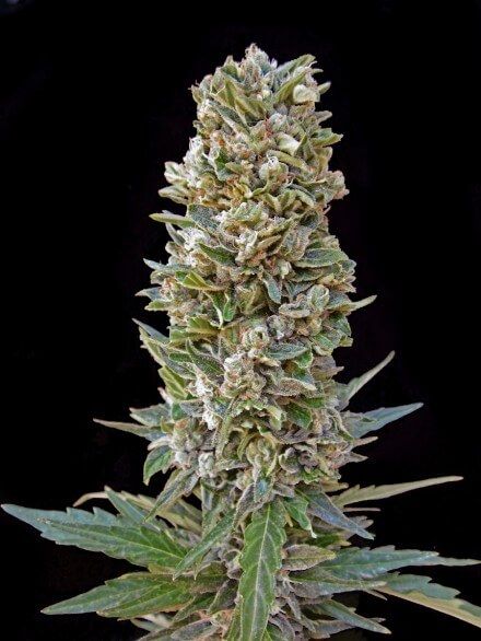Automatik Mix Auto Feminised Seeds