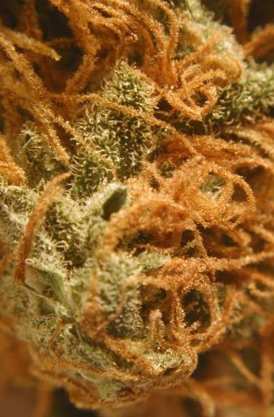BC Cheese Feminised Seeds