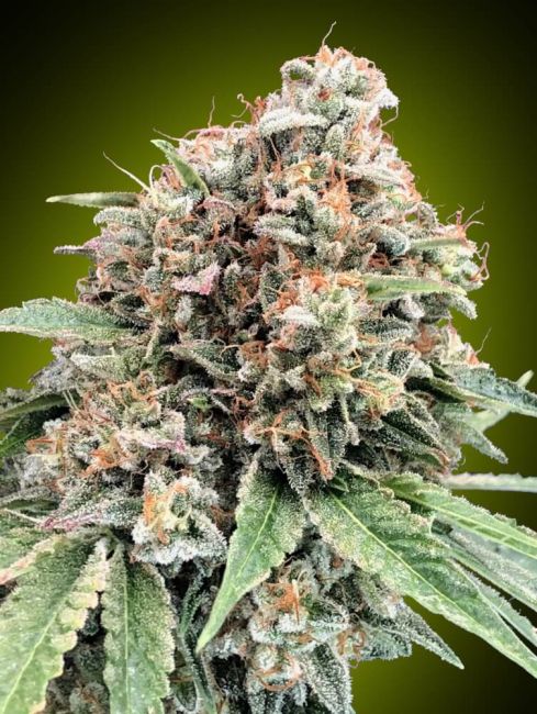 Sweet Critical . Feminised Seeds