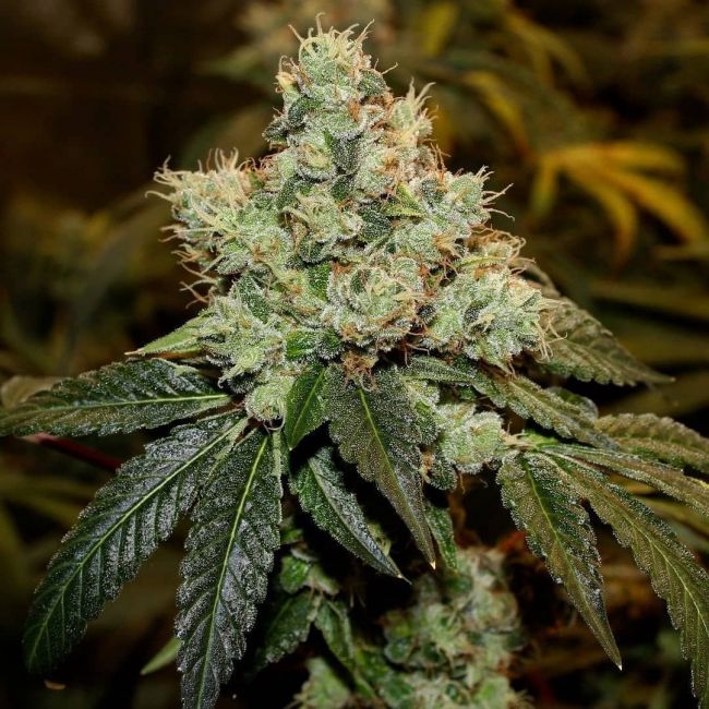 Chem Kesey Regular Seeds