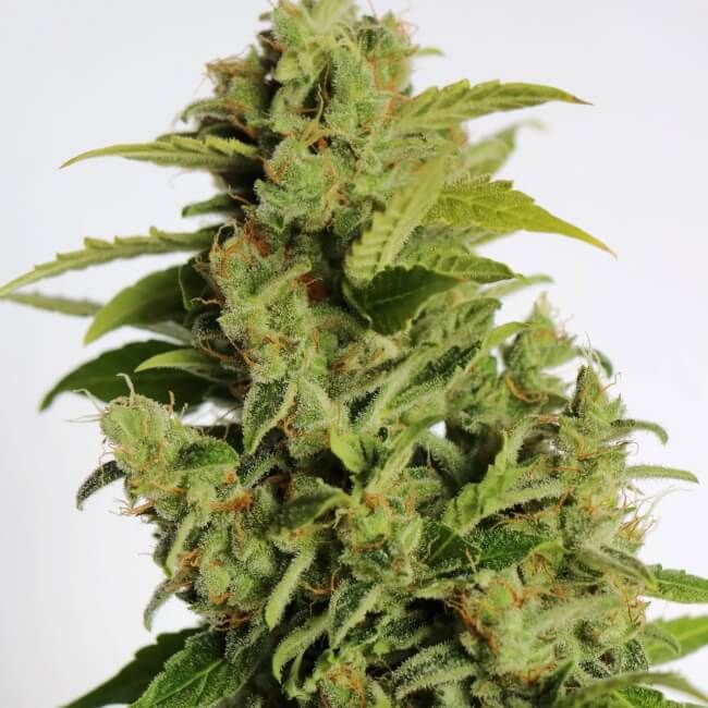 Cherry Bear Kush Auto Feminised Seeds