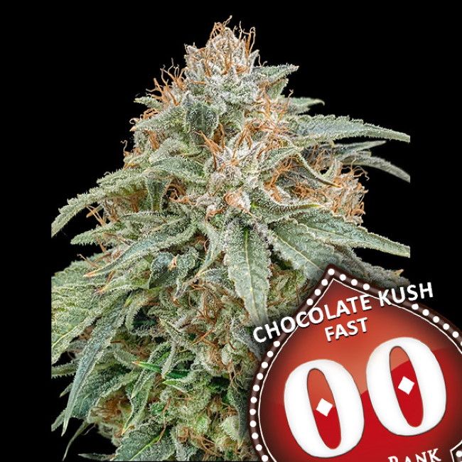 Chocolate Kush FAST Feminised Seeds