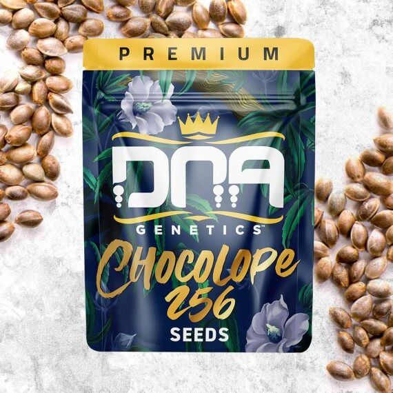 Chocolope Regular Seeds