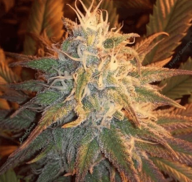 Cocoon Regular Seeds