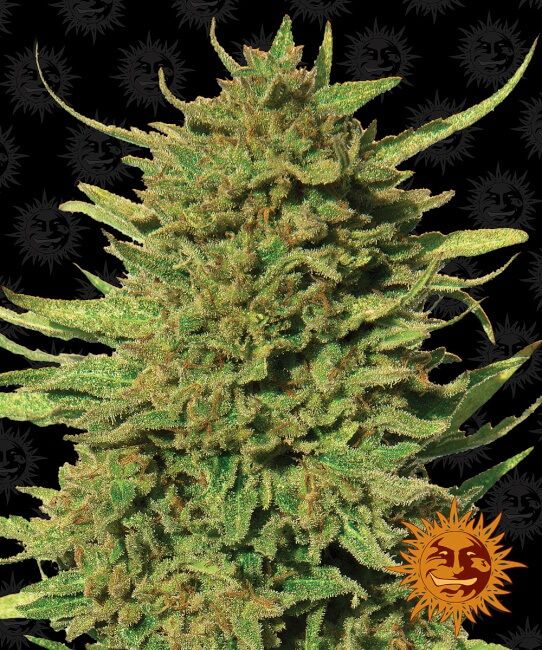 Critical Kush Regular Seeds