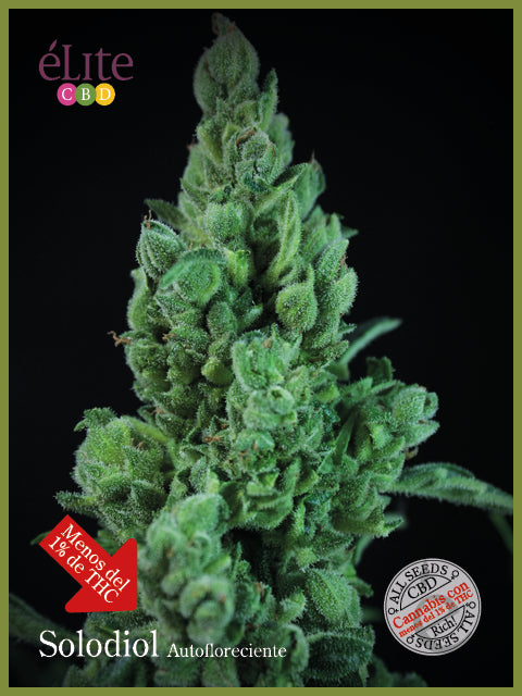 Solodiol CBD Auto Feminised Seeds