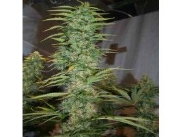 Orient Express Regular Seeds