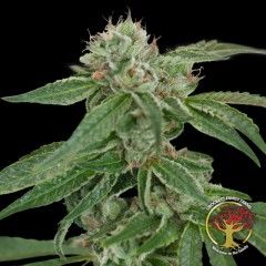 Crockett's Confidential Regular Seeds