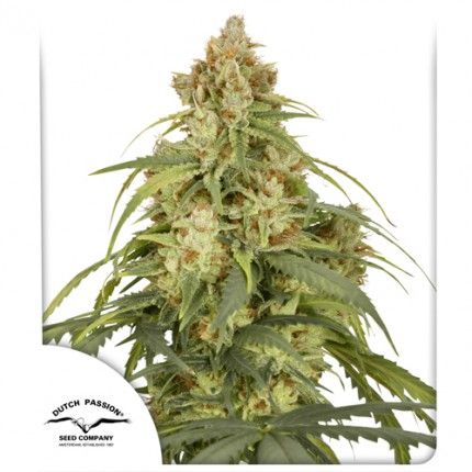 CBDVictory Auto Feminised Seeds