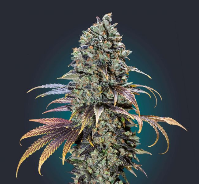 Chocolate Cream Feminised Seeds