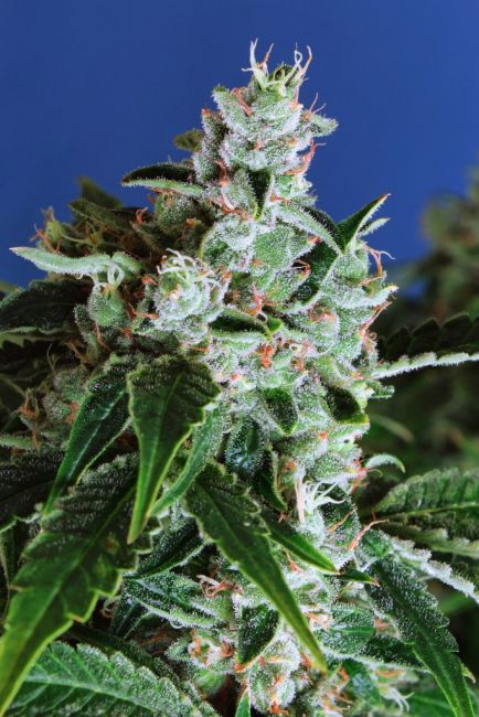 Sir Jack Auto Feminised Seeds