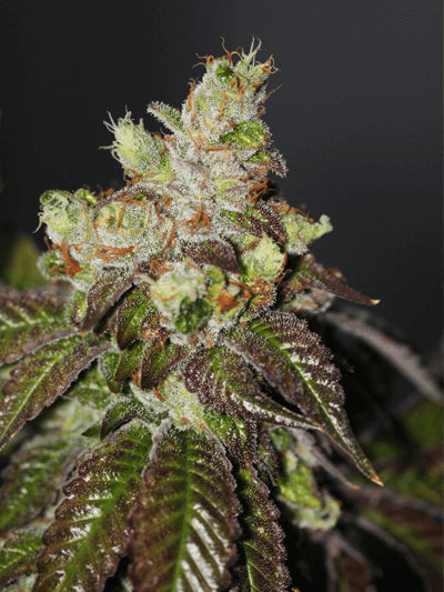 Island Punch Feminised Seeds