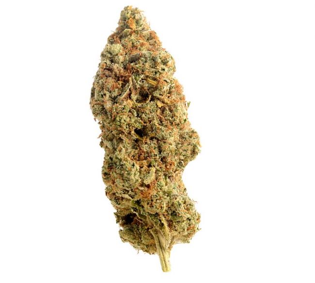 Amnesia Haze Regular Seeds