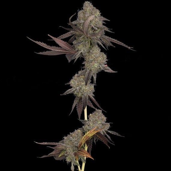 DNA Cake Feminised Seeds