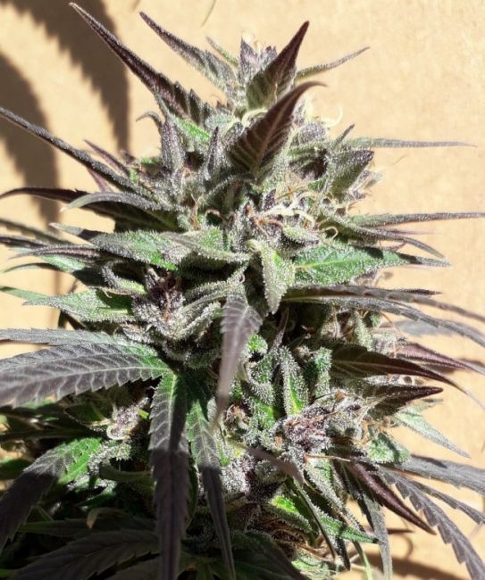Purple Haze A Feminised Seeds