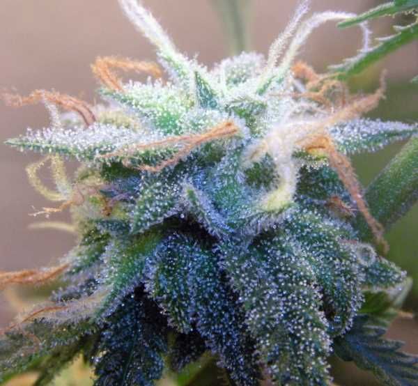 BC White Widow Feminised Seeds