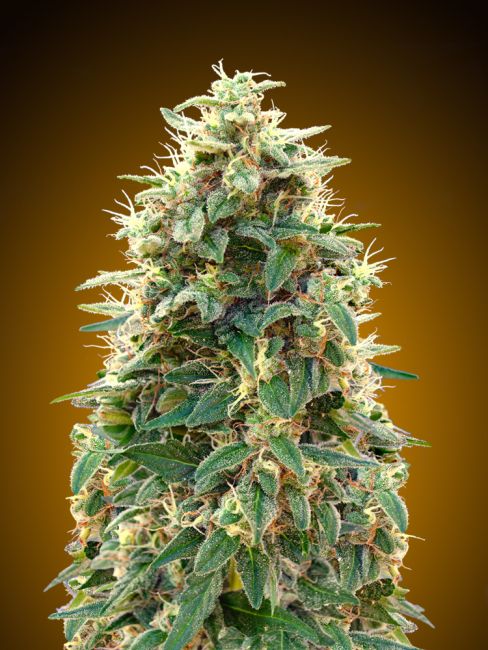Cheese Auto Feminised Seeds