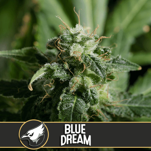 Blue Dream Feminised Seeds