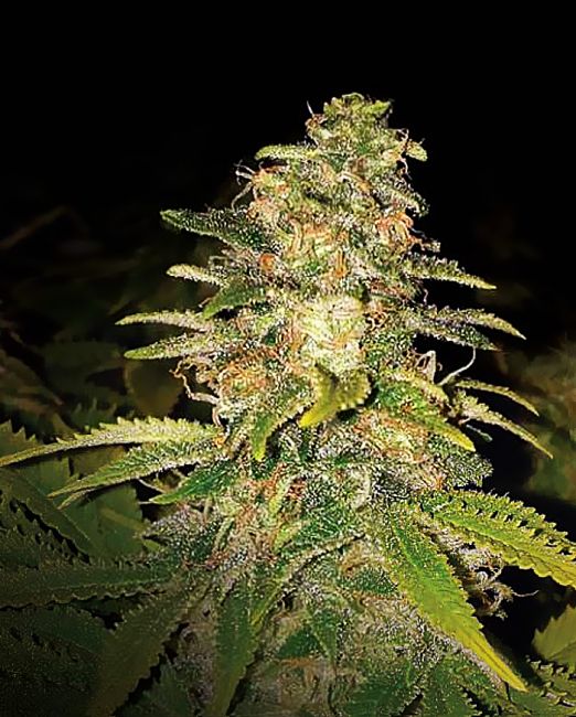 Critical Blue Auto Feminised Seeds