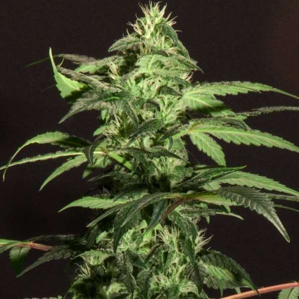 BC Jack Herer Feminised Seeds