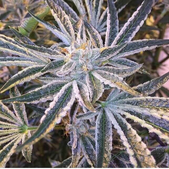 Fruit Tree Feminised Seeds (Gold Collection)